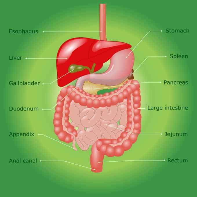 Pre Bariatric Surgery Diet often is prescribed to help shrink the liver.